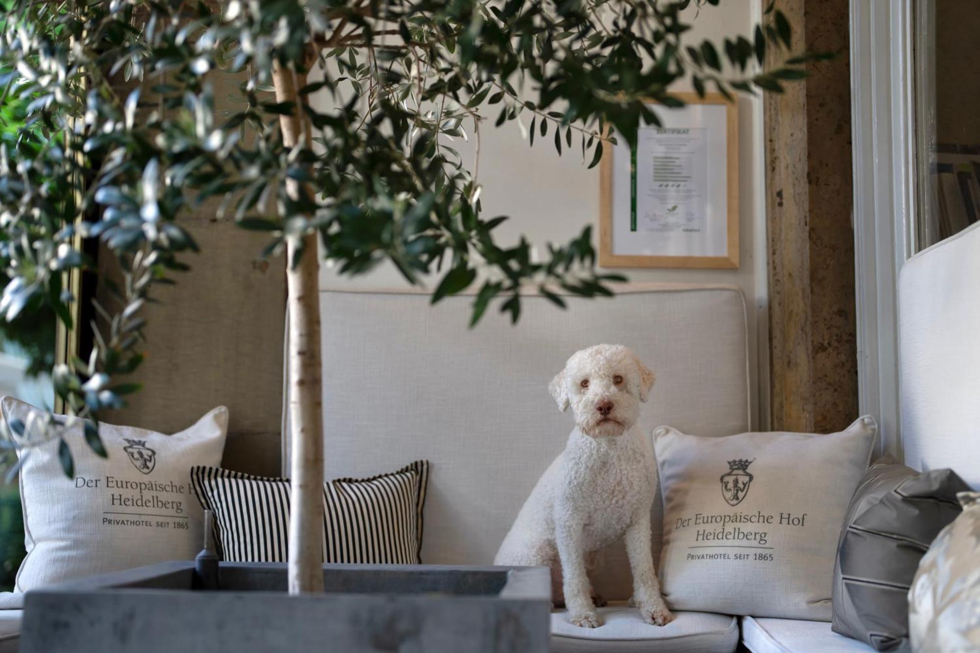 Hotel Europaeischer Hof Heidelberg, Bestes Hotel Deutschlands In Historischer Architektur Luaran gambar A young Spanish Water Dog